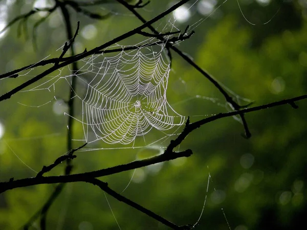 Spinnennetz Mit Seil — Stockfoto