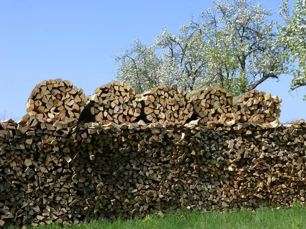 Birnenbaumblüte Europäische Birne Pyrus Communis Brennholzlager Holzlager — Stockfoto
