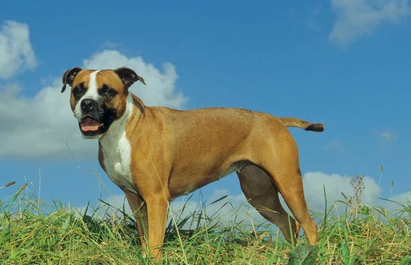 American Staffordshire Terrier Fci Standardowy 286 — Zdjęcie stockowe