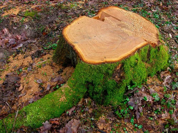 Klipp Trädstammar Skogen Wood — Stockfoto