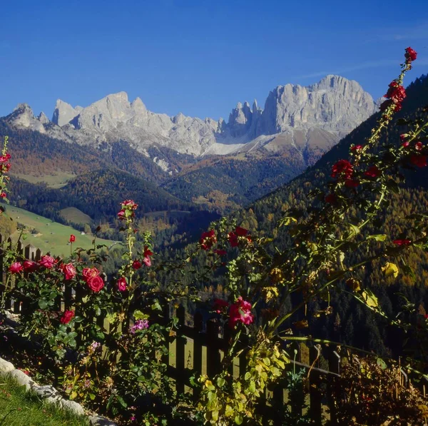 Autumn Cyprian Tiers Valley Rose Garden Vajolett Towers South Tyrol — Stock Photo, Image