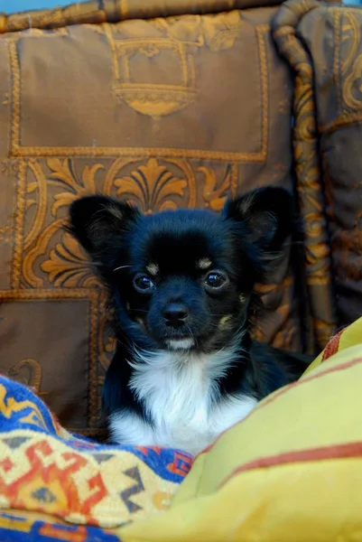 소파에 누워있는 Chihuahua 클로즈업 — 스톡 사진