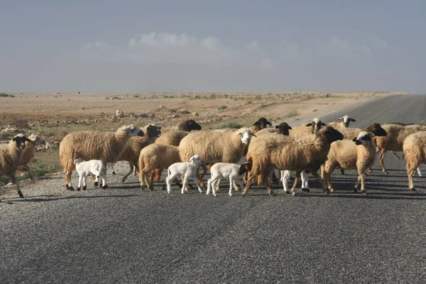 Flock Sheep Crosses Road Western Sahara Morocco Africa — Stock Photo, Image