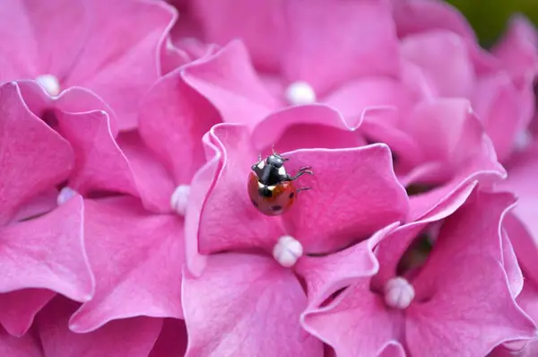 Biedronka Siedzi Kwiatach Hortensji Ogrodzie — Zdjęcie stockowe