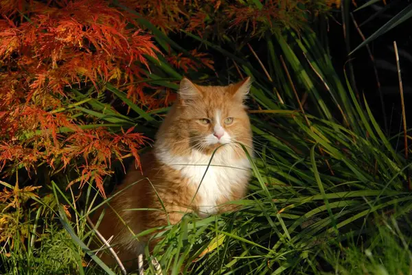 Lindo Gato Esponjoso Jardín Otoño — Foto de Stock