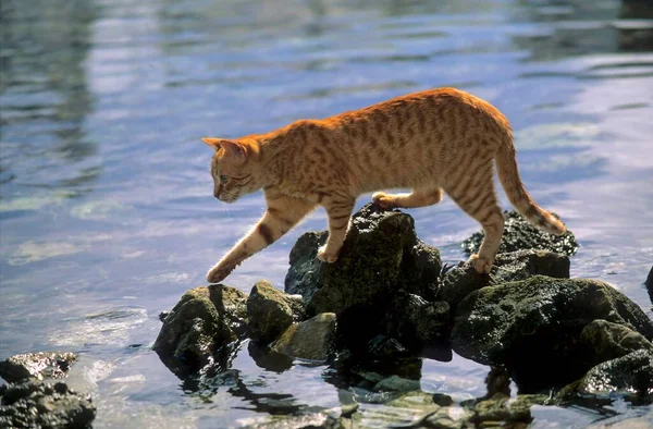 Červená Kočka Číhající Moře Pro Ryby — Stock fotografie