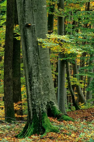 Настроение Осеннем Лесу Фоне Природы — стоковое фото