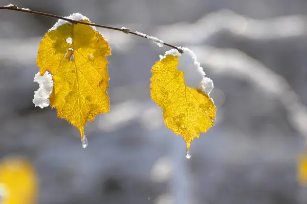 Bükkfa Levelek Lombhullató Erdővel Télen — Stock Fotó