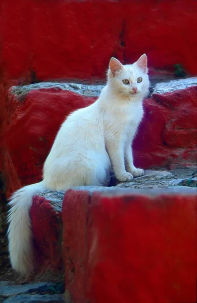 Biały Kot Czerwonych Schodach Widok Bliska — Zdjęcie stockowe