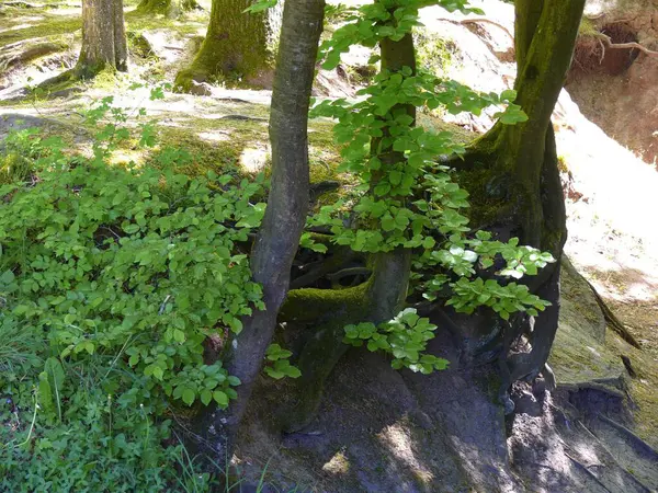 腐食によるブナの木の根 — ストック写真