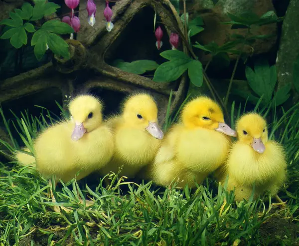 Domestic Duckling Chick Closeup View — Stock Photo, Image
