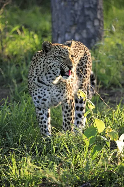 Leopard (Panthera pardus), Kruger National Park, South Africa, Sabisabi Private Game Reserve, adult, female, scent, smell Leopard, Kruger National Park, South Africa, Sabisabi Private Game Reserve Leopard, Panthera p, Africa