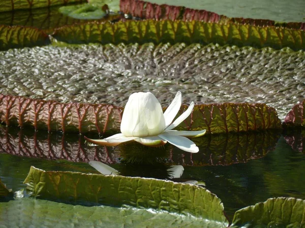 植物园Wilhelma Stuttgart 水百合池 — 图库照片