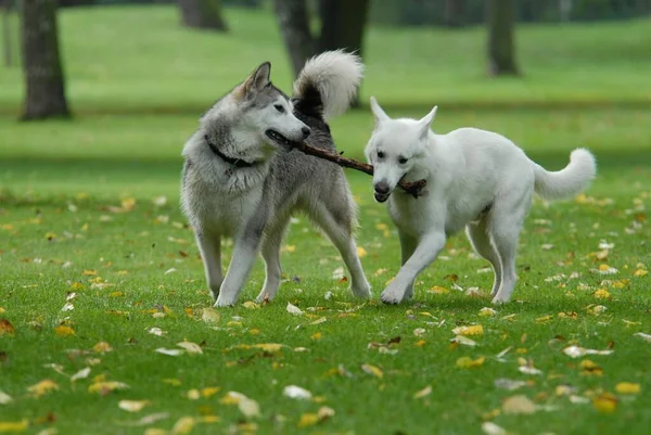 Jeune Malamute Alaska Chien Domestique Berger Suisse Blanc Canis Lupus — Photo