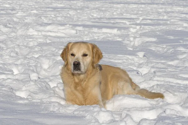 Golden Retriever Male Years Old Lying Snow — Stock Photo, Image