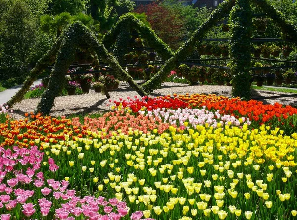 Beautiful Tulip Blossom Summer Garden — Stock Photo, Image