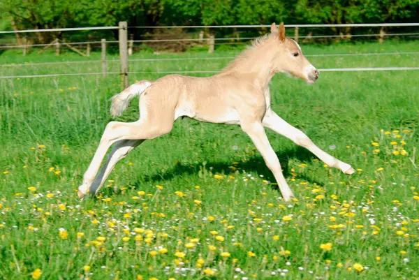 Haflinger Foal Days Old Colt Galloping Meadow Przewalski Stallion Equus — Stock Photo, Image