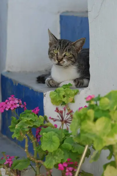 Şirin Evcil Kedi Manzarası — Stok fotoğraf