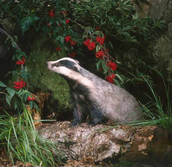 Badger European badger (Meles meles), Eurasian badger