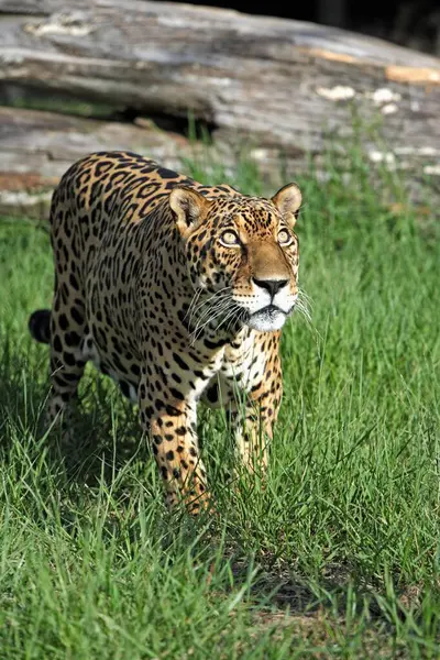 Jaguar Panthera Onca Pantanal Brasilien — Stockfoto