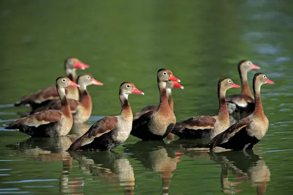 Black Bellied Whistling Duck Dendrocygna Autumnalis Pantanal Brazil Adults Group — Stock Photo, Image