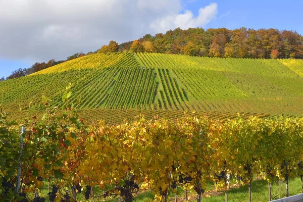 Vignobles Colorés Automne Région Stromberg Wrttemberg Gndelbach Allemagne Europe — Photo