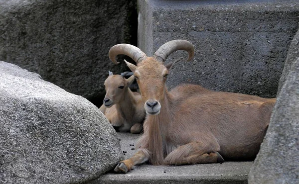 Stuttgart Zoologiczny Ogród Botaniczny Wilhelma Owca Barbary Ammotragus Lervia Owca — Zdjęcie stockowe