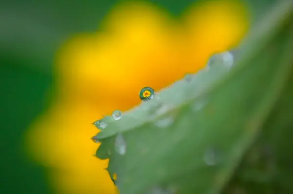 Słonecznik Ogrodzie — Zdjęcie stockowe