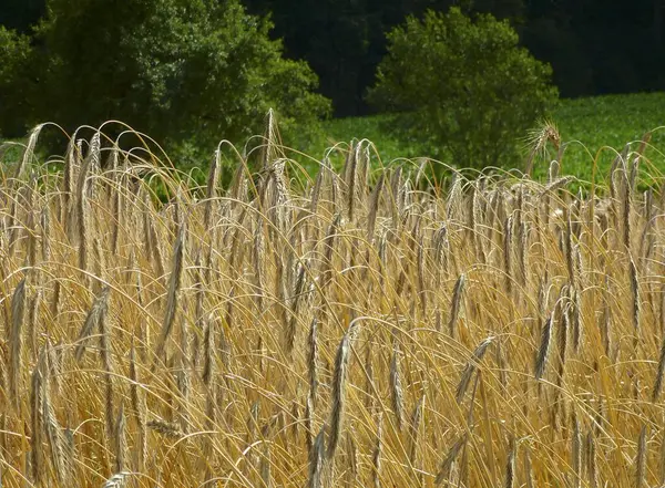 靠近Maulbronn 夏天成熟的黑麦田 — 图库照片