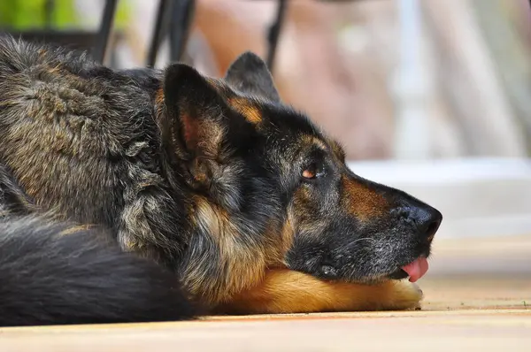 Masanın Altındaki Çoban Köpeği Alman Çoban Köpeği Fci Standard 166 — Stok fotoğraf