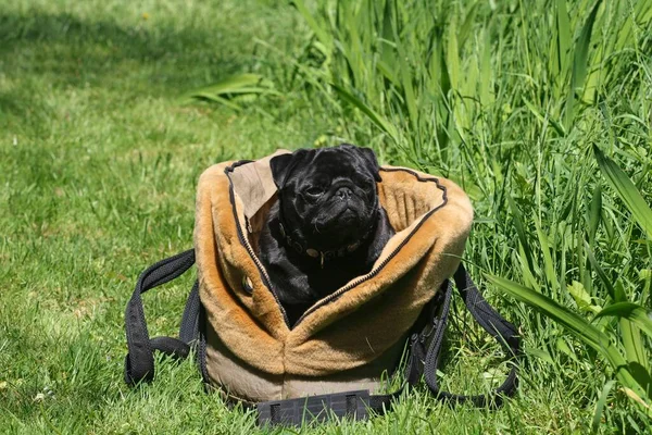 Pug sitting in carrier bag standing in the meadow