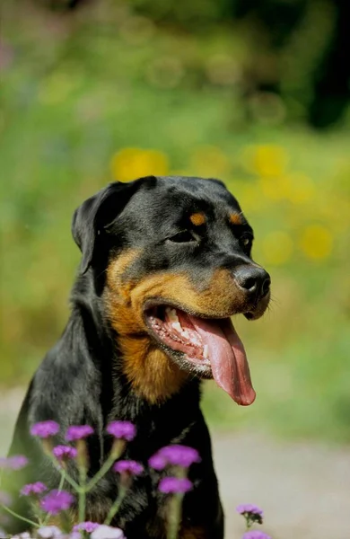 Rottweiler Fci Standard 147 — Stok fotoğraf