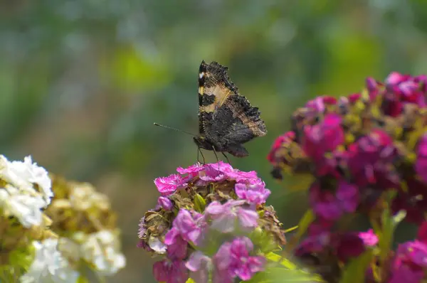 Motyl Mały Lis Brodzie Goździk Ogrodzie Mały Lis — Zdjęcie stockowe