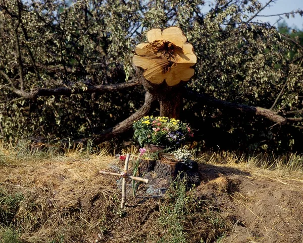 Accident Death Cross Flowers Street Edge Felled Pear Tree Memorial — Stock Photo, Image