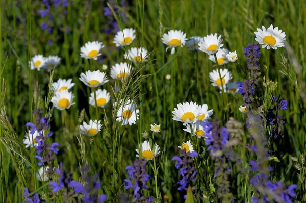 Fleurs Marguerite Sur Prairie — Photo