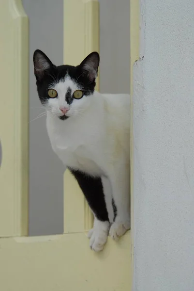 若い家庭用子猫 黒と白 ガーデンゲートの肺を通して奇妙にピアリング ドデカニーズ ギリシャ — ストック写真