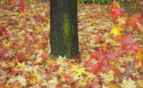 Цветные Кленовые Листья Осенью Ствол Дерева — стоковое фото