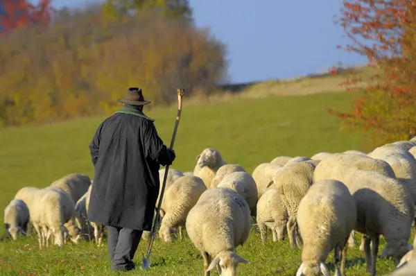 Krajina Švábský Alb Stádo Ovcí Podzim Pastvinách Pastýřem Domácí Ovce — Stock fotografie