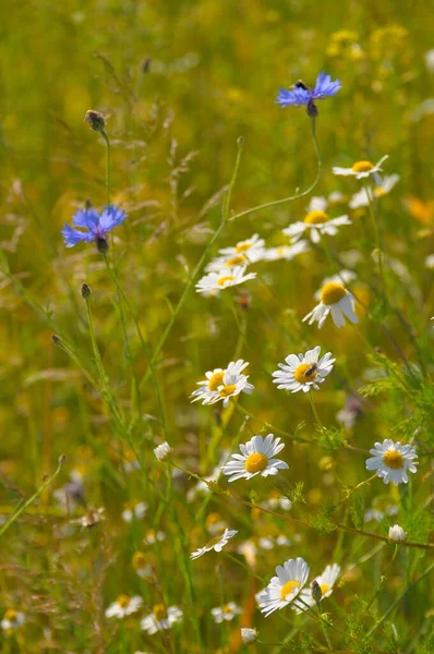 Tarlada Çiçekler Doğa Arka Planında — Stok fotoğraf