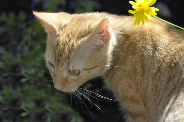 Close Retrato Gato Jardim — Fotografia de Stock