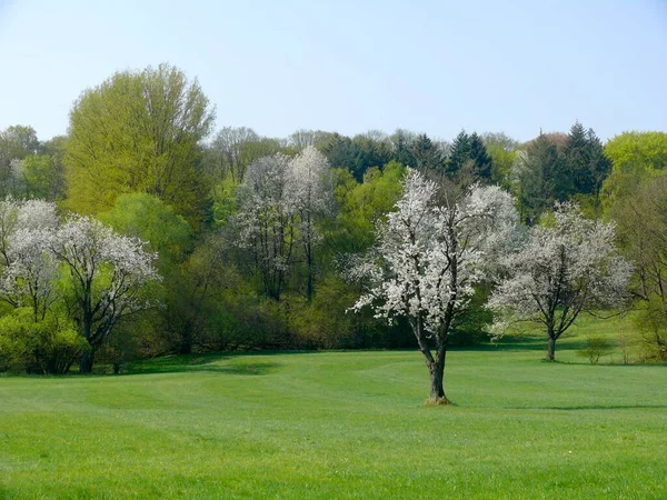 Blühende Obstbäume Bei Pforzheim Frühling Kirschbaum Blüte — Stockfoto