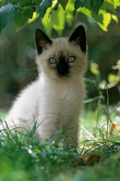 Young Kitten Sitting Grass Close View — Stock Photo, Image