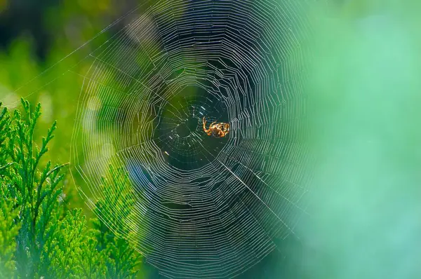 Cross spider in web, garden, european garden spider (Araneus diadematus)