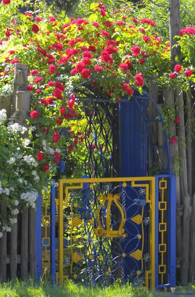 Rote Rosen Sommergarten — Stockfoto