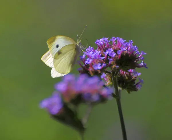 花の蝶 キャベツホワイトバタフライ — ストック写真