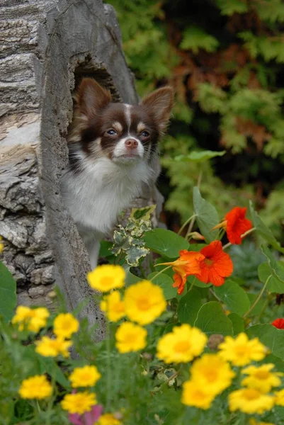 Jonge Chihuahua Maanden Oud Man Langharig Chocoladebruin Met Wit Gepied — Stockfoto