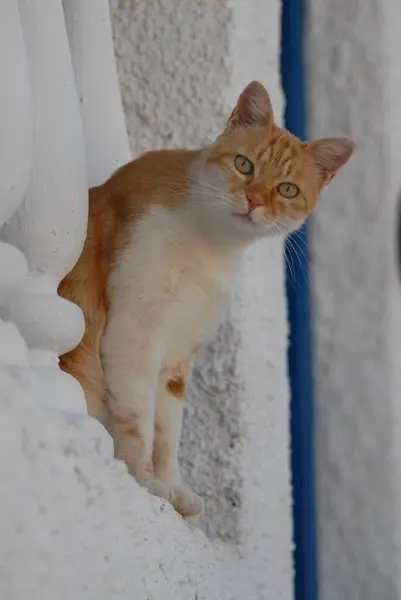 家猫通过栏杆从阳台往下张望 — 图库照片