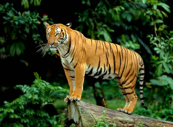 Sumatran Tiger Panthera Tigris Sumatrae Sumatran Tiger — Stock Photo, Image
