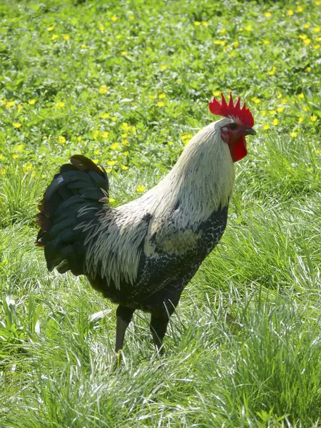 Domestic Cock Meadow House Rooster Domestic Chicken Gallus Gallus Domesticus — Stock Photo, Image