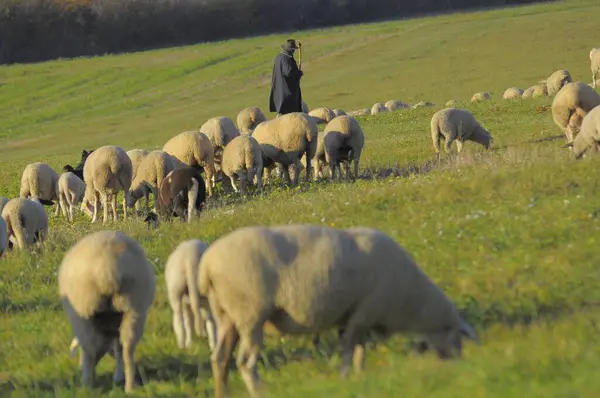 Krajina Švábský Alb Stádo Ovcí Podzim Pastvinách Pastýřem Domácí Ovce — Stock fotografie